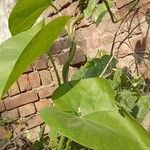 Tinospora crispa Hoja