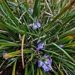 Iris unguicularis 整株植物