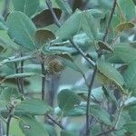 Quercus alnifolia Ffrwyth