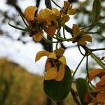 Senna atomaria फूल