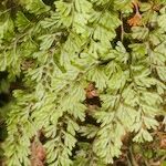 Hymenophyllum tunbrigense Diğer