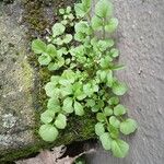 Cardamine hirsuta Buveinė