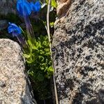 Gentiana orbicularis Blad