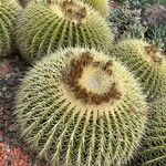 Echinocactus grusoniiBlad