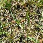 Eleocharis multicaulis Flor