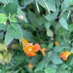 Impatiens capensis Flower