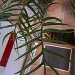 Philodendron tortum Φύλλο