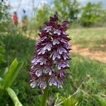 Orchis purpurea Flower