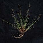 Carex nubigena