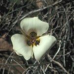 Calochortus bruneaunis Fiore