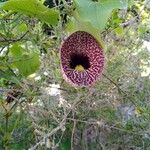 Aristolochia elegans Blüte