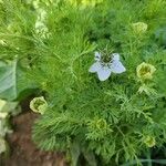 Nigella sativa Habit