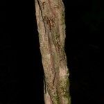 Mendoncia tonduzii Bark