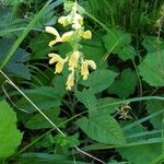 Salvia glutinosa Blüte