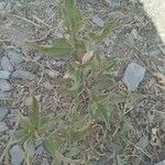Aspilia mossambicensis Hoja