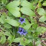 Gentiana asclepiadeaLeaf