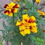 Tagetes patulaFlor