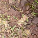 Tripodion tetraphyllum Flor
