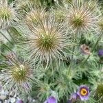 Pulsatilla vulgaris Fruit