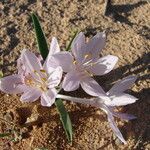 Colchicum ritchii