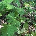 Macrothelypteris torresiana Yaprak