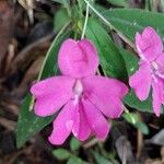 Impatiens firmula Flor