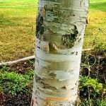 Betula papyrifera