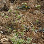 Potentilla tilingii Hábito