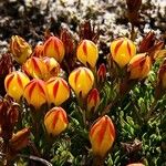 Gentianella hirculus Flor