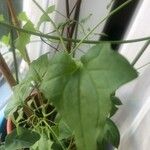 Maurandya barclayana Hoja