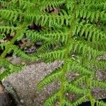 Dryopteris villarii Fulla