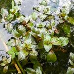 Ludwigia palustris Leaf