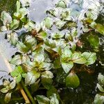 Ludwigia palustris Yaprak