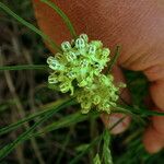 Asclepias stenophylla Květ