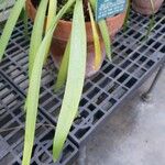 Cyrtanthus elatus Leaf