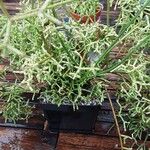 Rhipsalis cereuscula Hábito