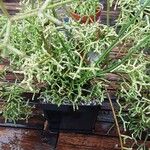 Rhipsalis cereuscula Habit