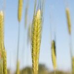 Triticum monococcum 果