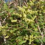Rhus coriaria Otro