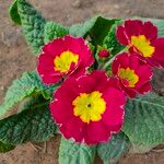 Primula × polyantha Mill.Flower