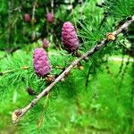 Larix sibirica Frucht