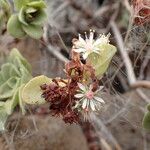 Aeonium goochiae Цвят