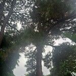 Pinus pinea Levél