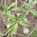 Clematis chrysocoma Hoja