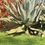 Agave shaferi Blad