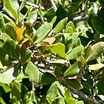 Quercus berberidifolia Foglia