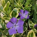 Vinca majorFlower