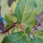 Viburnum tinusFulla