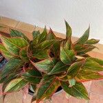 Aglaonema commutatum Blad