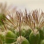 Mammillaria voburnensis Bark